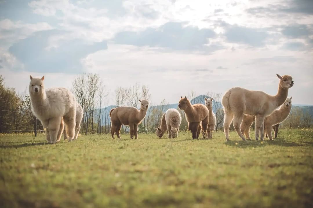 main image description